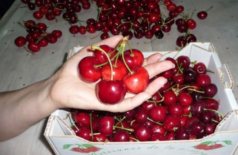 Cerezas de Neuquén y el Alto Valle atraen importadores chinos