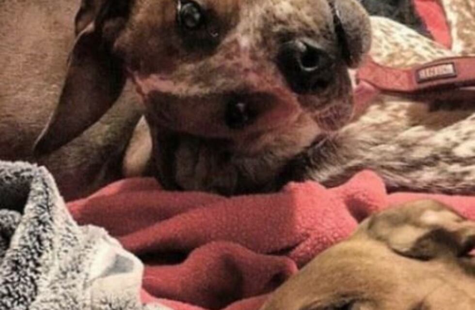 ¿Un monstruo o un perro? La curiosa imagen que se hizo viral