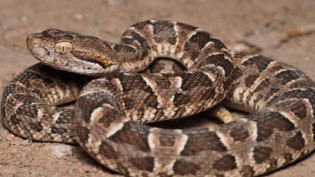 Las imágenes que muestran a la Yarará comiendo un sapo en un río de Córdoba.