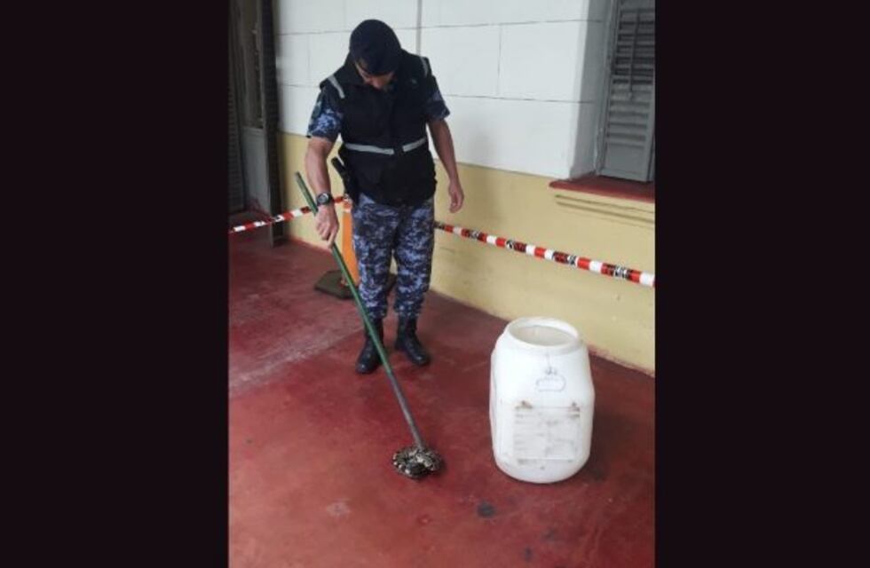 También pasan otras cosas: hallan pitón en un edificio de Nueva Córdoba