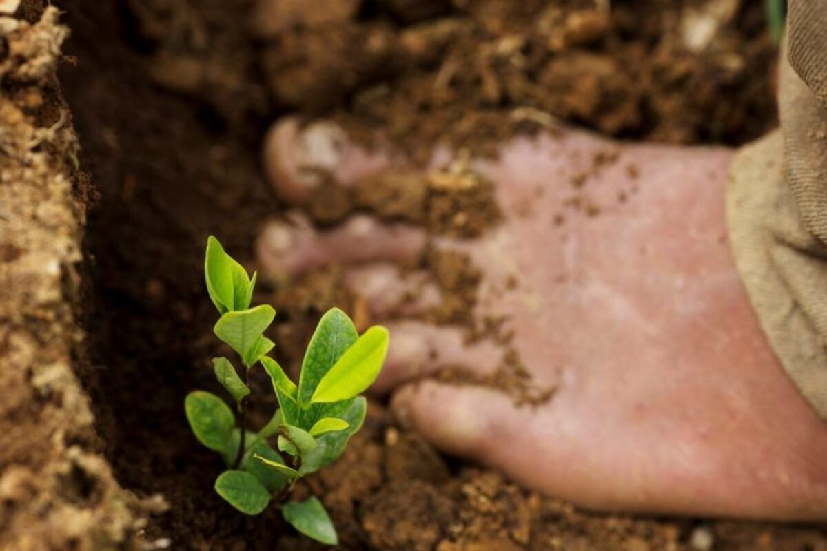 In this March 13, 2015 photo, a seedling grows next to a barefooted Donato Mosco, as he weeds a coca field, in La Mar, province of Ayacucho, Peru. Peru overtook Colombia in 2012 as the worldu2019s No. 1 cocaine-producing nation. (AP Photo/Rodrigo Abd) peru peru informe produccion cocaina recorrida lugares produccion cocaina vida cotidiana