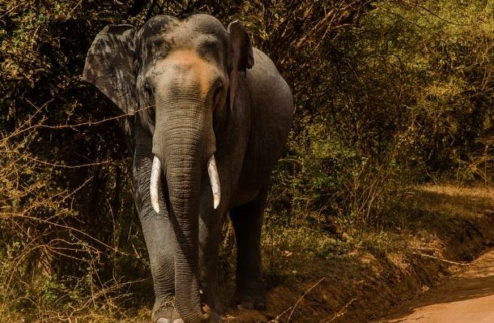 Un elefante ladrón detiene turistas para sacarles la comida