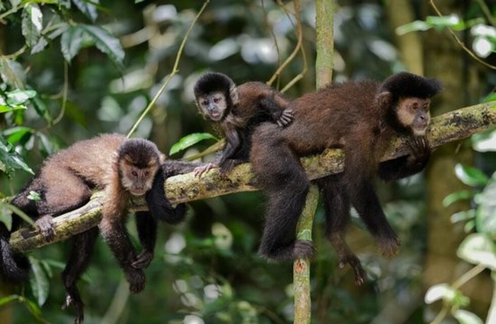 Sancionarán al guardaparque que pateó a un monito en la reserva ecológica de Iguazú