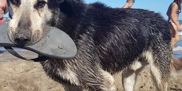El perro había saltado a la fama el verano pasado (web)\u002E