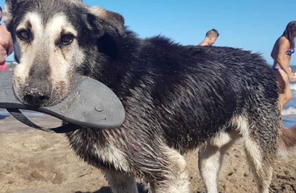 Tristeza por la muerte del perro "Roba Ojotas" en Santa Clara del Mar