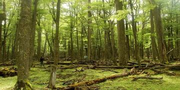 Bosques Nativos