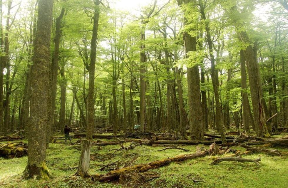 El Gobierno financiará planes y proyectos de conservación del bosque nativo