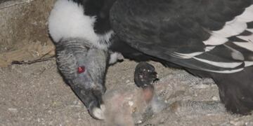 Cóndor nacido en cautiverio\u002E