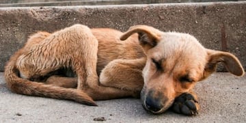 PERROS CALLEJEROS