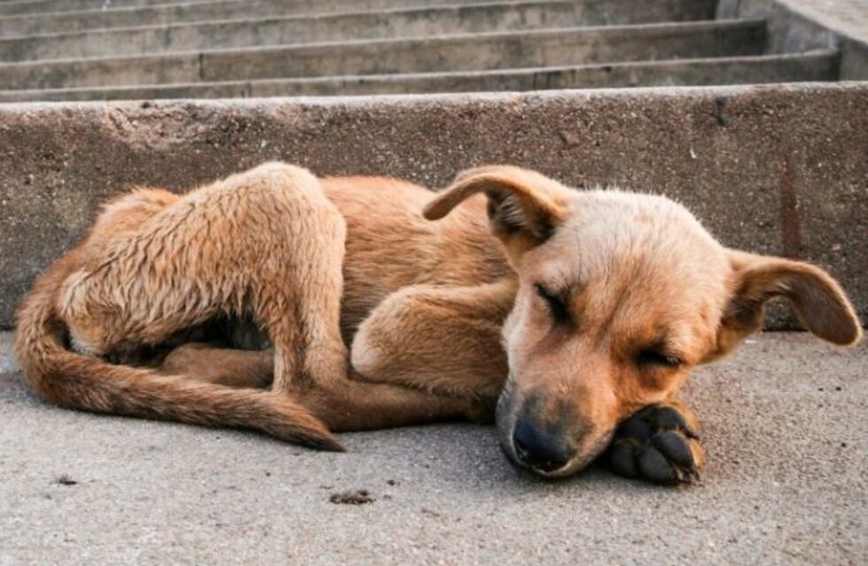 Comenzará en Viedma la campaña de castración de perros callejeros
