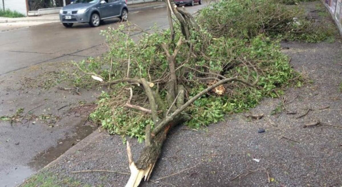 Arbolado urbano Río Cuarto