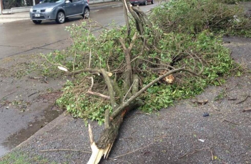Faltan más de cinco mil árboles y hay 1200 en riesgo, en la ciudad