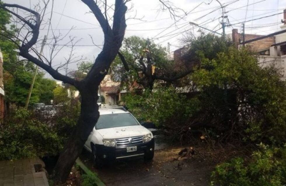 Por las fuertes lluvias, un árbol se arrancó de raíz y cayó en la calle
