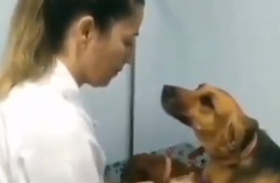 Viral: la tierna reacción de un perro mientras su veterinaria lo cura