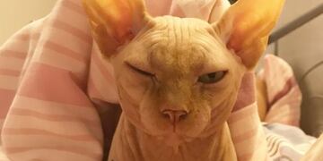 Tatuó a su gato para conseguir más seguidores pero terminó en un escándalo\u002E