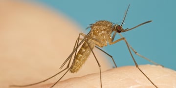 El mosquito culex no es el transmisor de dengue