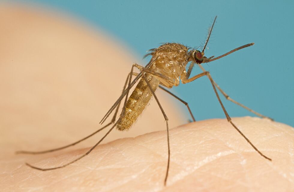 Continúan las tareas de fumigación para combatir la invasión de mosquitos en parques de Rosario