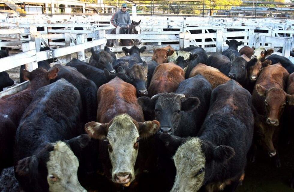 El kilo por un lote de terneros machos trepó a $43 en Expoagro