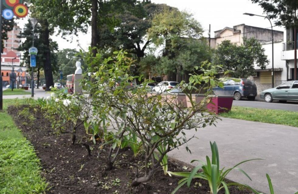 San Miguel: entregará árboles y plantines a vecinos