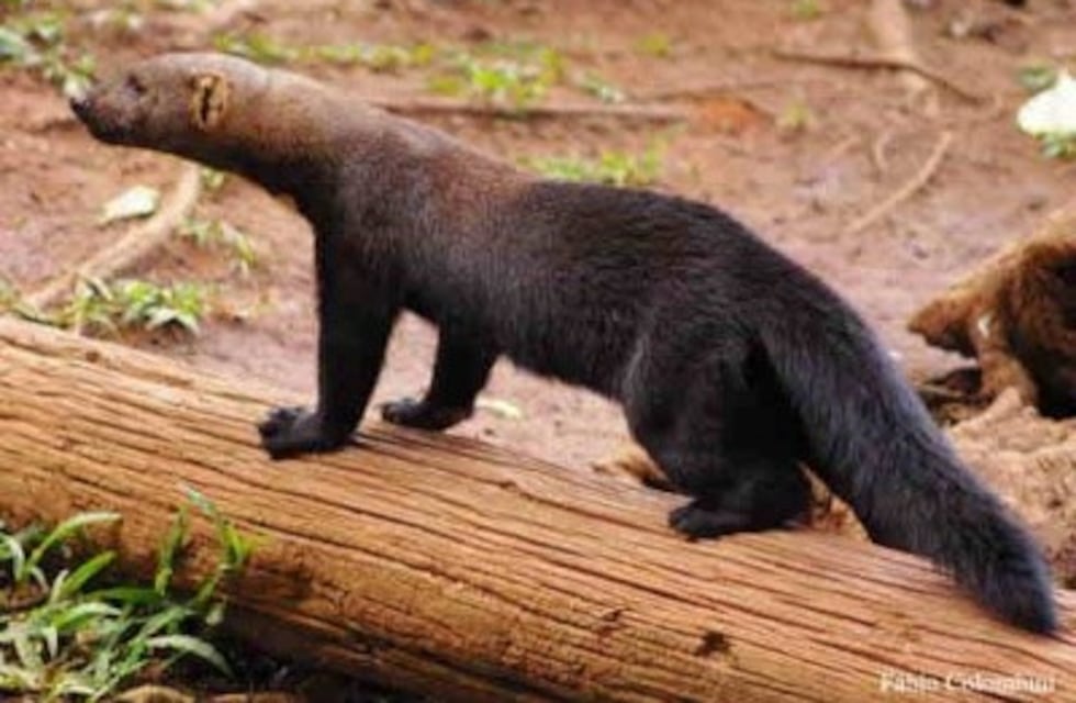 El Impenetrable: ahora encontraron huellas de un hurón mayor