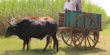 El despertar guaraní