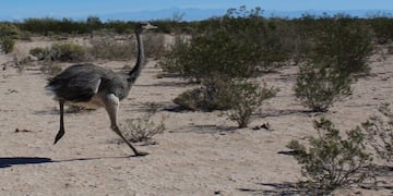 Crueldad animal en Corrientes: un hombre se grabó maltratando a un ñandú (Imagen Ilustrativa)