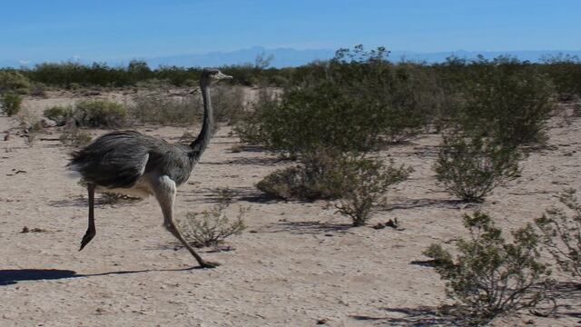 Crueldad animal en Corrientes: un hombre se grabó maltratando a un ñandú (Imagen Ilustrativa)