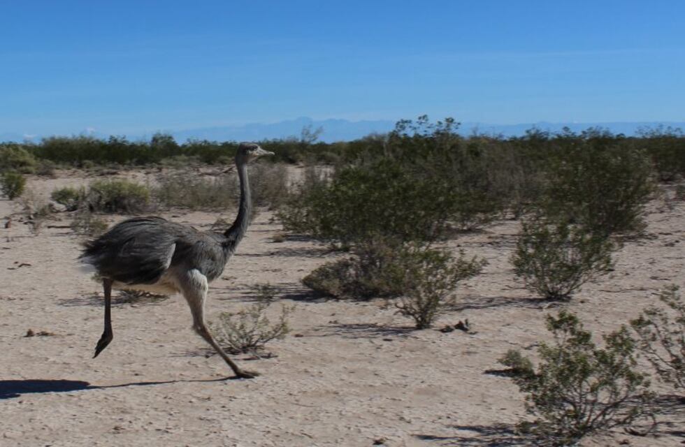 Indignante video de maltrato animal en Corrientes: un hombre se grabó agrediendo a un ñandú