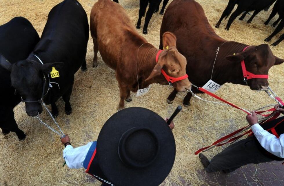 Andresito: primer remate de la Ganadera el sábado
