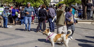 Piden identificar a los perros peregrinos (web)