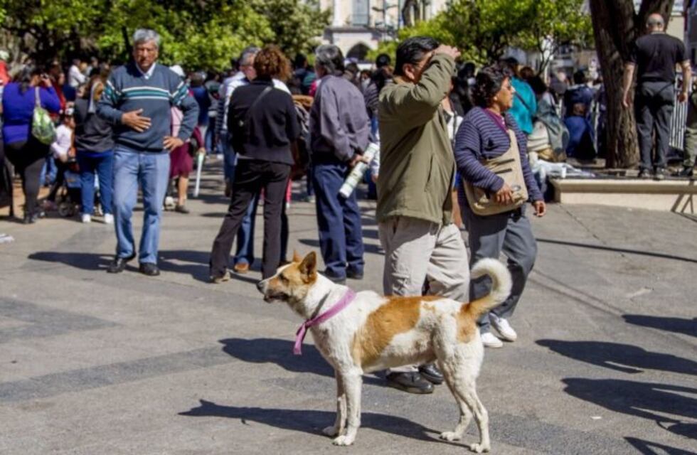 Piden identificar a los perros peregrinos con cintas
