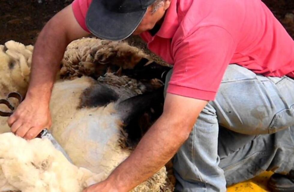 Productores ovinos, cooperativas y el Gobierno se reunieron en Mauricio Mayer