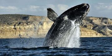 Ballena franca Austral