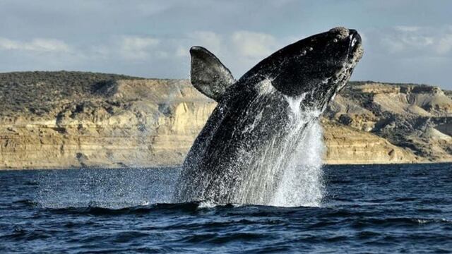 Ballena franca Austral