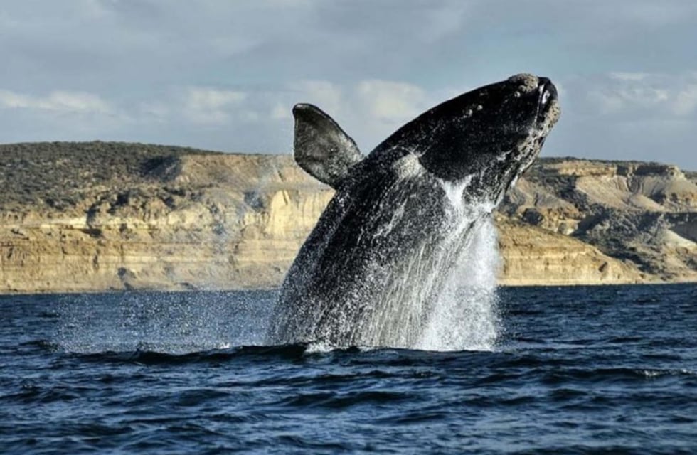 El video de un buzo marisquero que se subió al lomo de una ballena en Río Negro