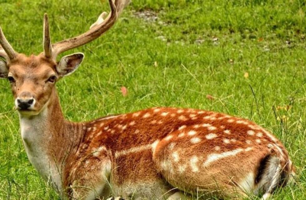 Tres ciervitos aprovecharon la cuarentena para pasear por Oberá
