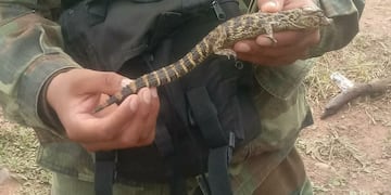 Rescataron y liberaron en su hábitat natural 21 crías de yacaré\u002E (Policía de Salta)