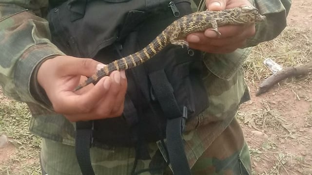 Rescataron y liberaron en su hábitat natural 21 crías de yacaré\u002E (Policía de Salta)