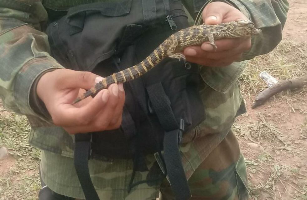Rescataron y liberaron en su hábitat natural 21 crías de yacaré