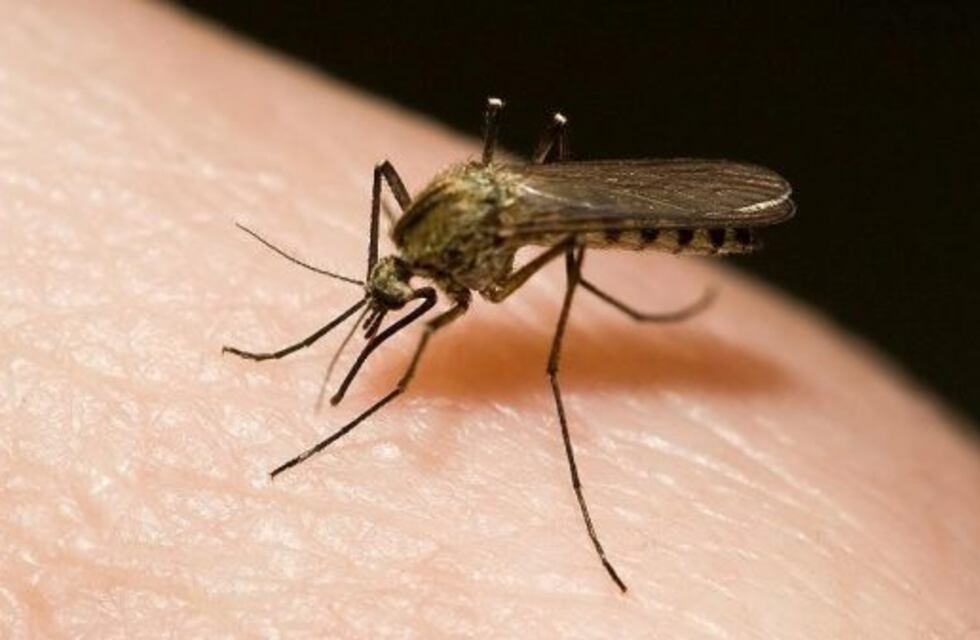 Corrientes: 19 casos nuevos de dengue en la provincia