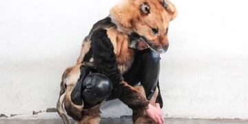Diseñadora mexicana usa piel de perro