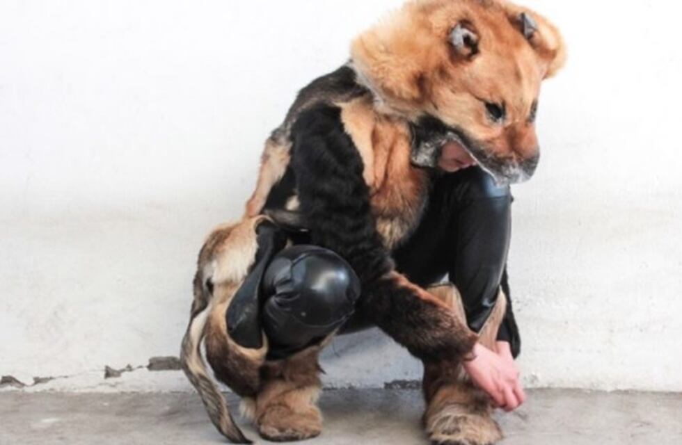 Polémica: una diseñadora mexicana crea ropa con piel de perro