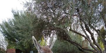 Guanaco rescatado Mendoza