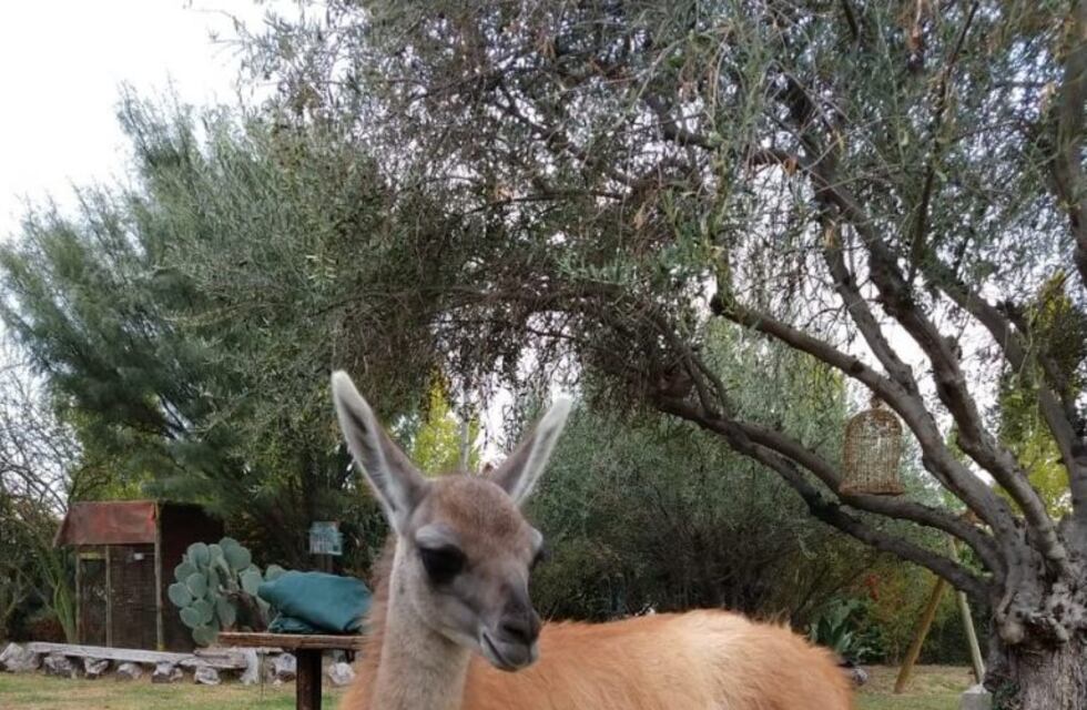 Rescataron a un guanaco de cuatro meses en Uspallata