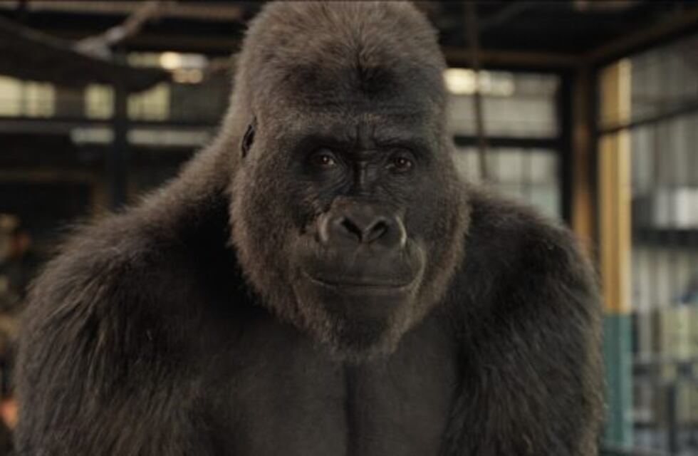 Un gorila que escucha Queen emociona a todo el mundo y se vuelve viral