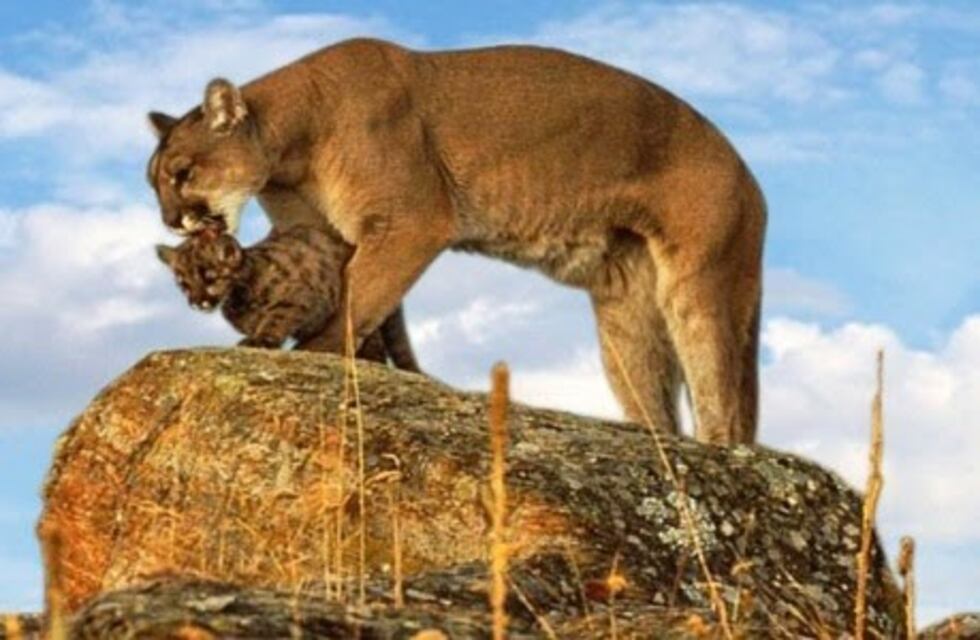 Desmayado al huir de pumas en la montaña, fue hallado por rescatistas