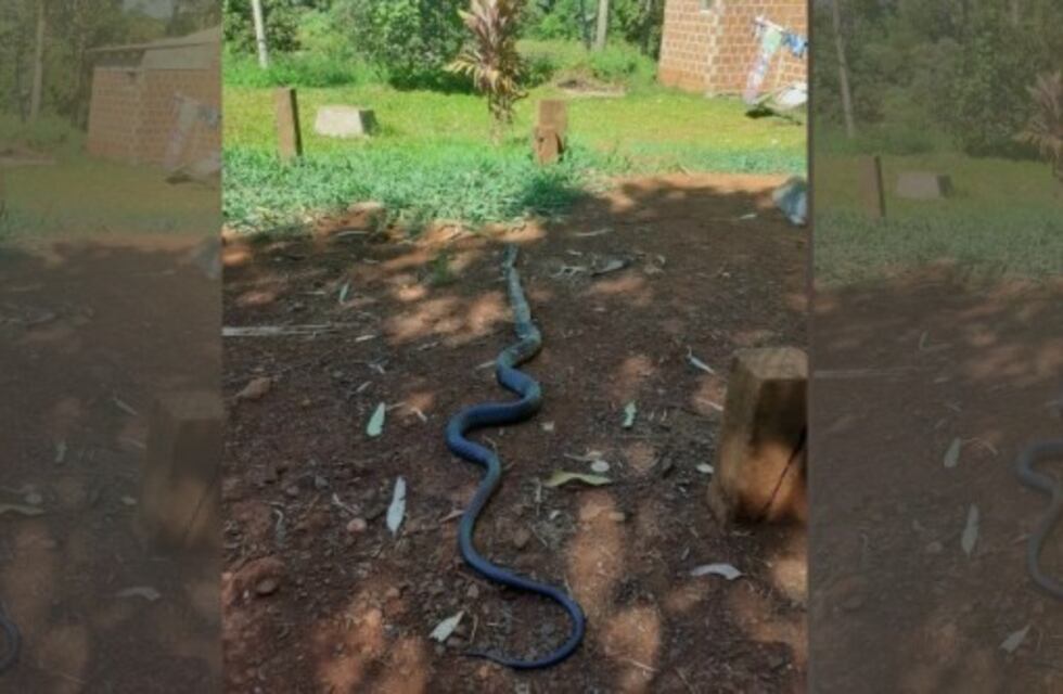 Una serpiente de más de dos metros sorprendió a los vecinos de Oberá