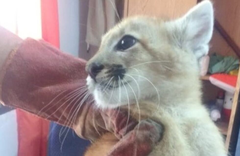 Rescataron a dos cachorros de puma