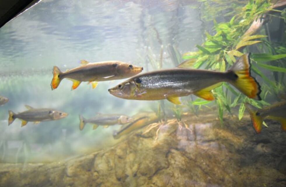 ¡Online al fin! El Acuario del Río Paraná habilitó la venta de entradas por Internet