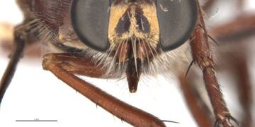 Stan Lee's fly (CSIRO/Handout via REUTERS)